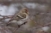carduelis_flammea_flammea_l.jpg